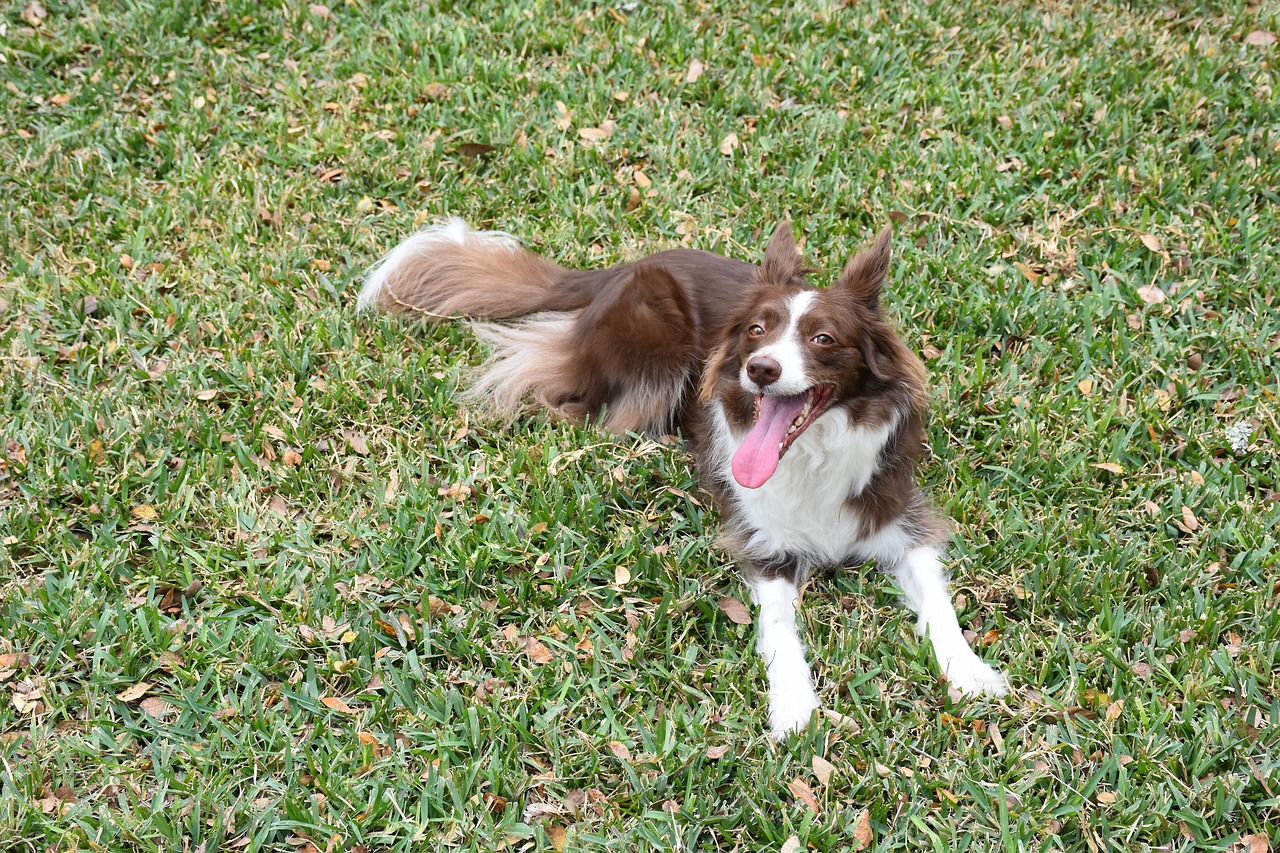 The Energetic Spirit of Border Collies